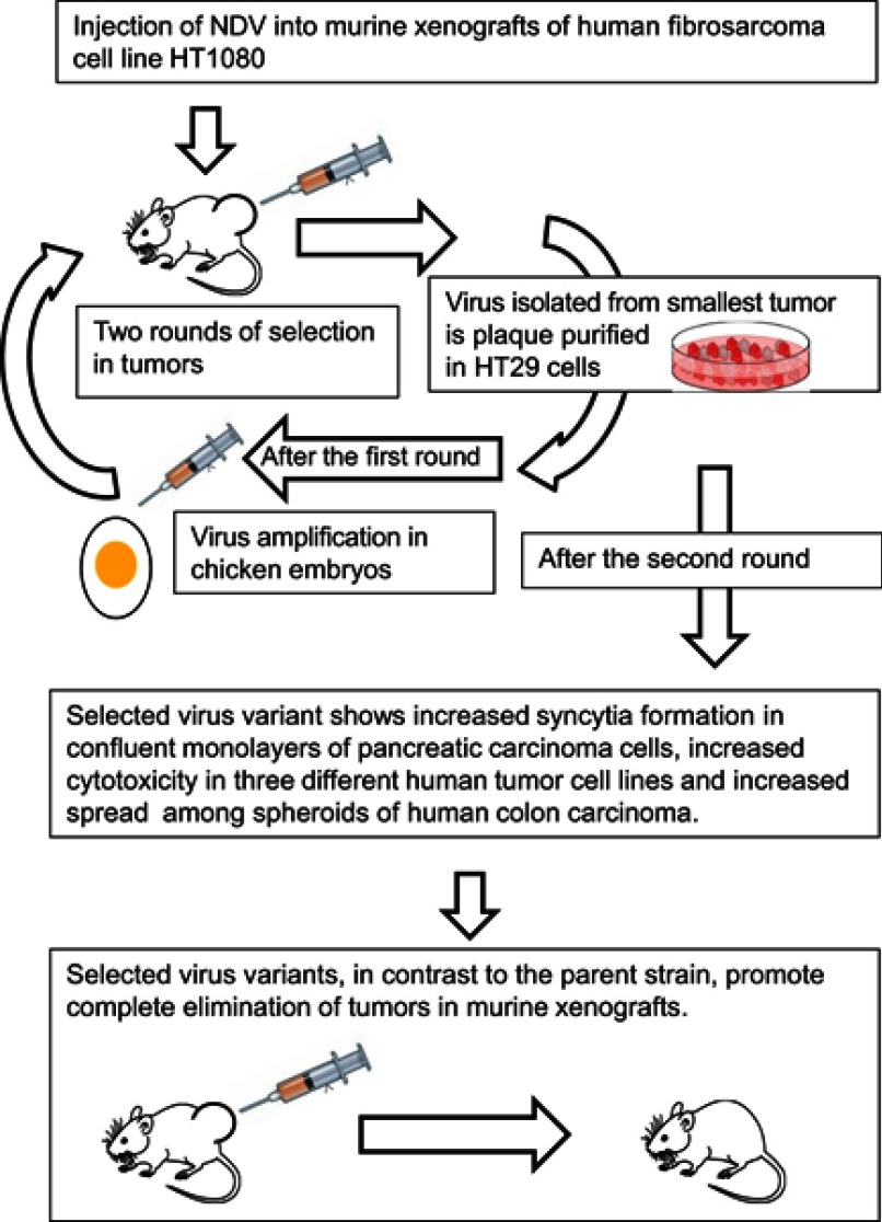 Directed evolution as a tool for the selection of oncolytic RNA viruses with desired phenotypes.