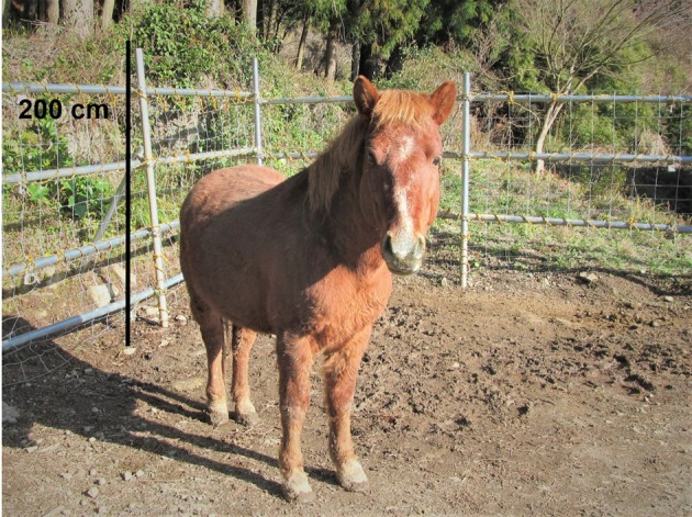 Genetic analysis of Taishu horses on and off Tsushima Island: Implications for conservation.