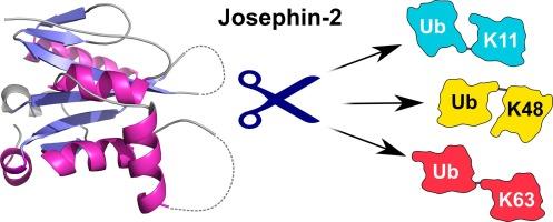 Structural insights into the activity and regulation of human Josephin-2