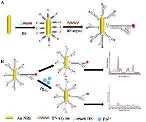 A “turn-off” SERS aptasensor based DNAzyme-gold nanorod for ultrasensitive lead ion detection