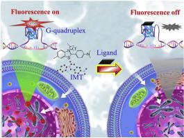 Evaluation of the selectivity of G-quadruplex ligands in living cells with a small molecule fluorescent probe