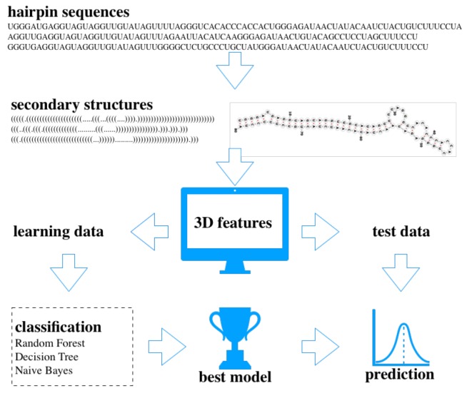 MicroRNA prediction based on 3D graphical representation of RNA secondary structures.