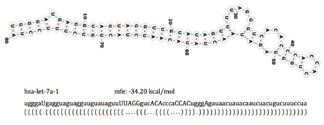 MicroRNA prediction based on 3D graphical representation of RNA secondary structures.