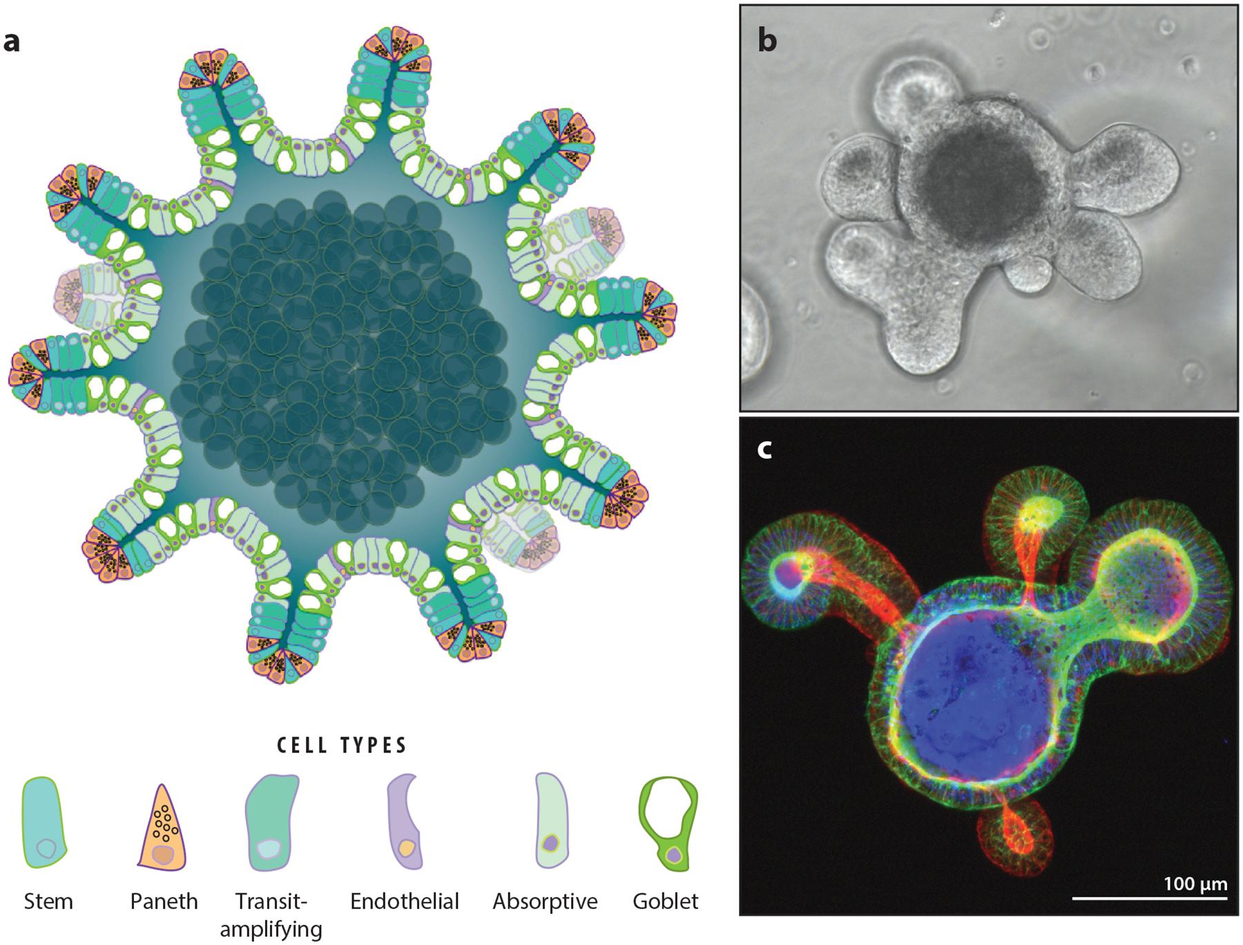 Copper Transport and Disease: What Can We Learn from Organoids?