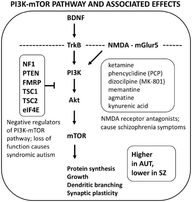 Comparative psychopharmacology of autism and psychotic-affective disorders suggests new targets for treatment.