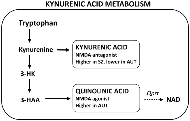 Comparative psychopharmacology of autism and psychotic-affective disorders suggests new targets for treatment.