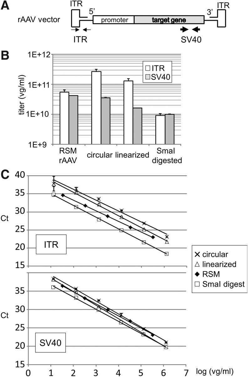 Two-Dimensional Droplet Digital PCR as a Tool for Titration and Integrity Evaluation of Recombinant Adeno-Associated Viral Vectors.