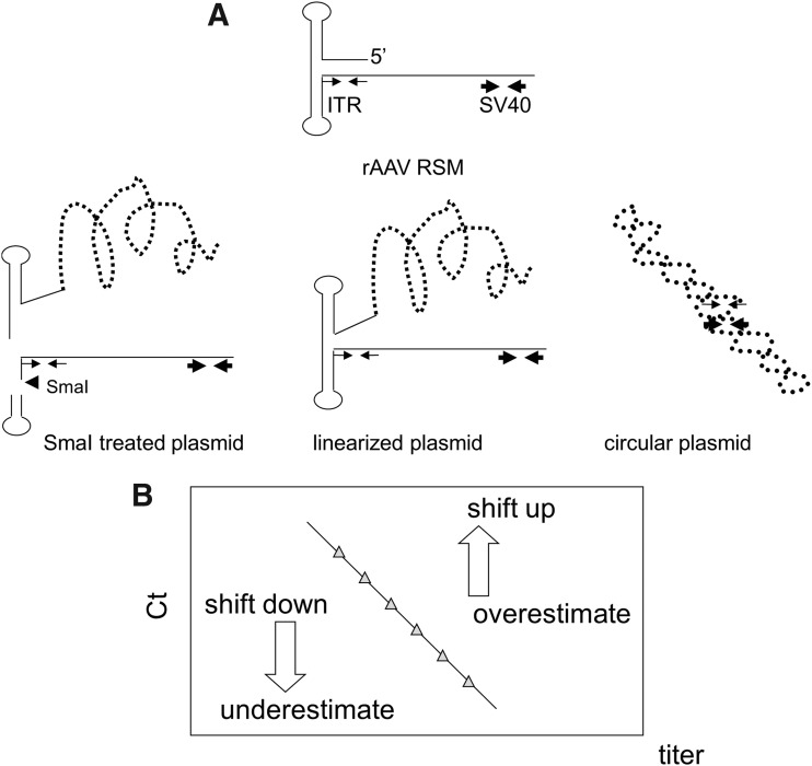 Two-Dimensional Droplet Digital PCR as a Tool for Titration and Integrity Evaluation of Recombinant Adeno-Associated Viral Vectors.