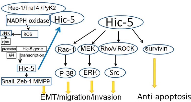 The role of hydrogen peroxide-inducible clone-5 in tumor progression.