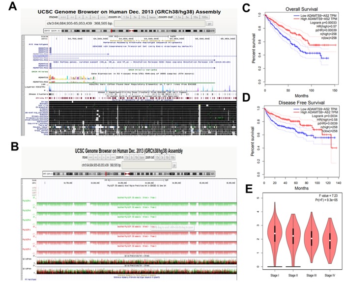 LncRNA ADAMTS9-AS2 inhibits cell proliferation and decreases chemoresistance in clear cell renal cell carcinoma via the miR-27a-3p/FOXO1 axis.
