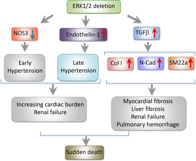 Endothelial life discontinues without Erk.