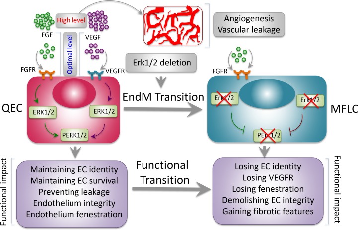 Endothelial life discontinues without Erk.