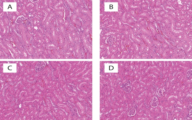 Acute and subacute toxicity of <i>Ammi visnaga</i> on rats.