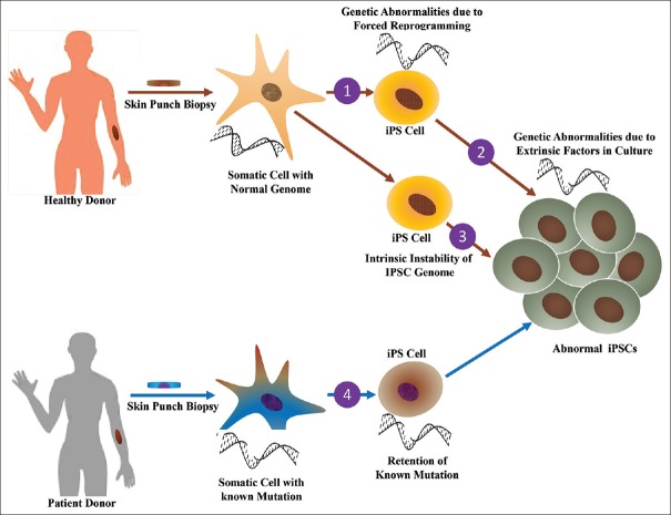 Induced pluripotent stem cells and derivative photoreceptor precursors as therapeutic cells for retinal degenerations.