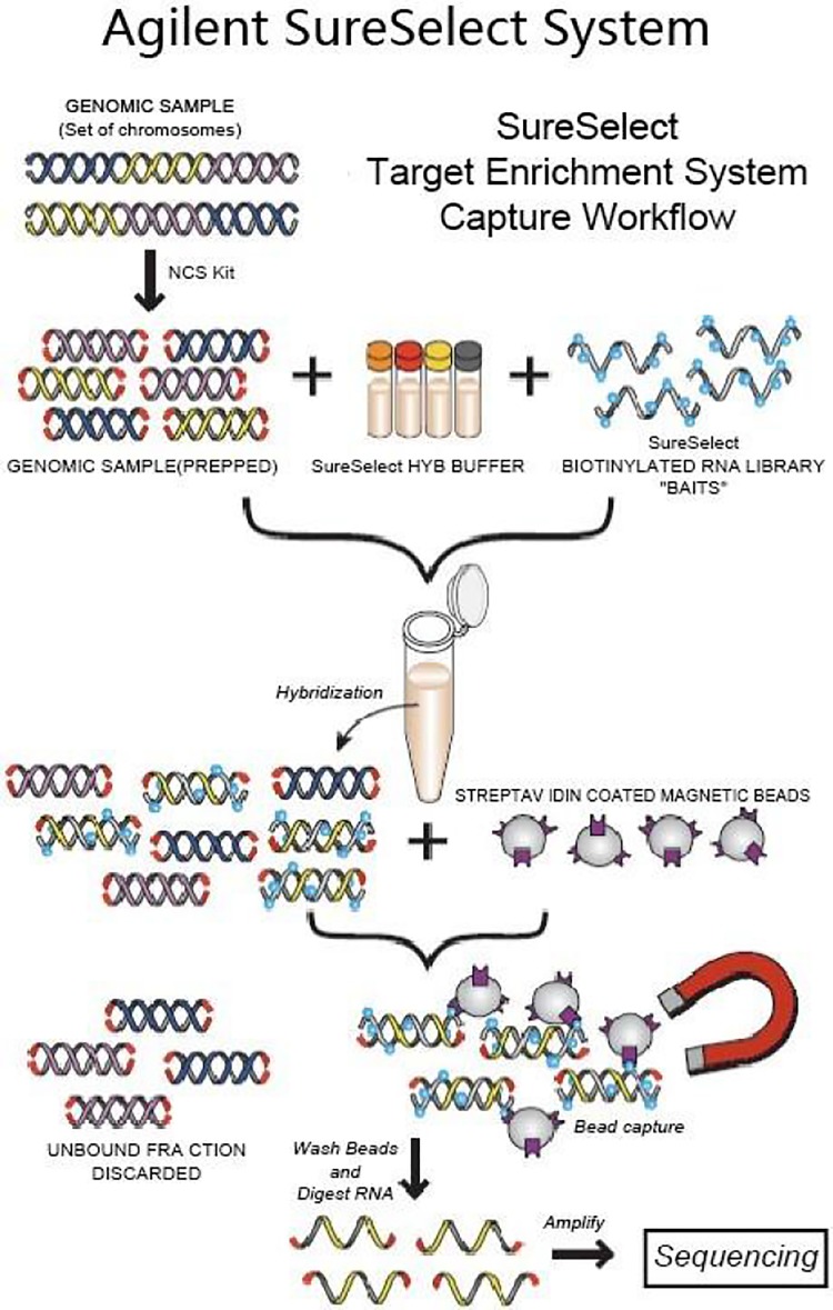 A Case of Acute Lymphocytic Leukaemia with t(3;13) and Central Nervous System Leukemia after Allogenic Cord Blood Transplantation.