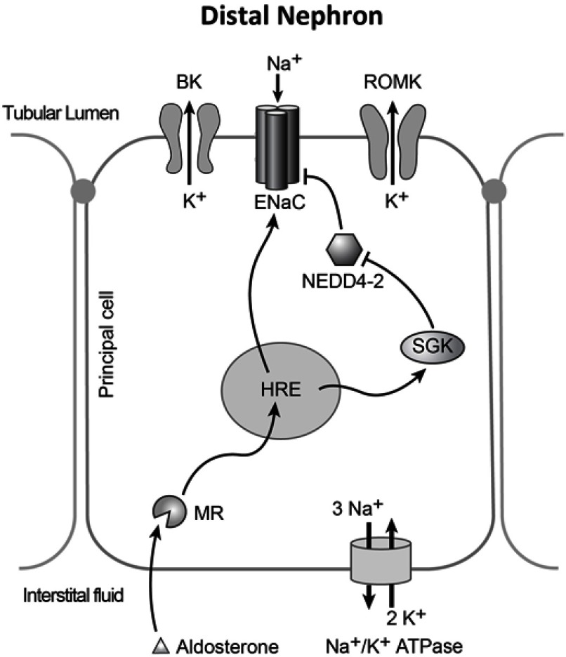 Liddle's syndrome mechanisms, diagnosis and management.