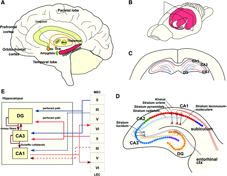 Novel Players in the Aging Synapse: Impact on Cognition.