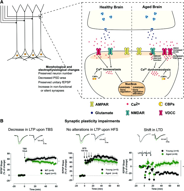 Novel Players in the Aging Synapse: Impact on Cognition.