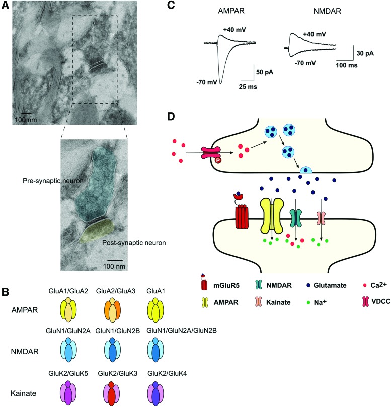 Novel Players in the Aging Synapse: Impact on Cognition.