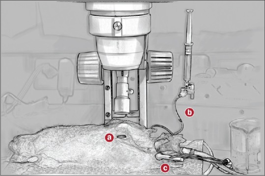 <i>In vivo</i> assessment of endothelial function in small animals using an infrared pulse detector.