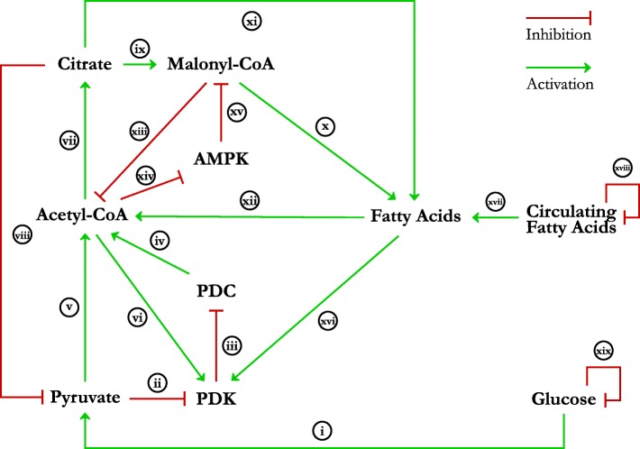 Logical modelling reveals the PDC-PDK interaction as the regulatory switch driving metabolic flexibility at the cellular level.