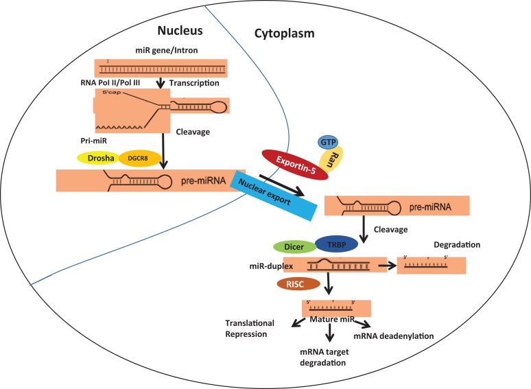 MicroRNAs as Key Regulators of Ovarian Cancers.