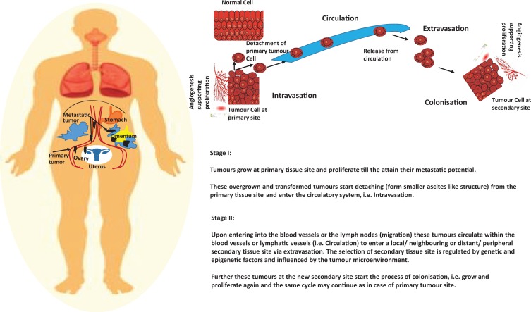 MicroRNAs as Key Regulators of Ovarian Cancers.