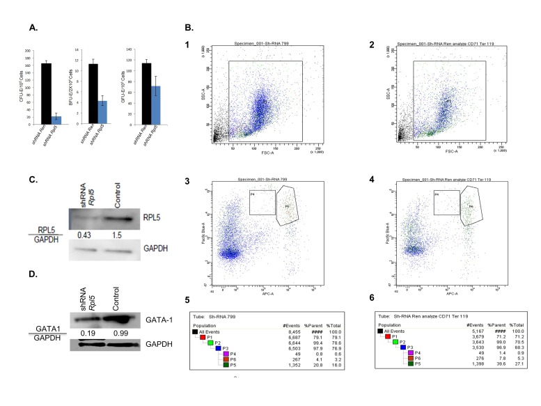 Rpl5-Inducible Mouse Model for Studying Diamond-Blackfan Anemia.