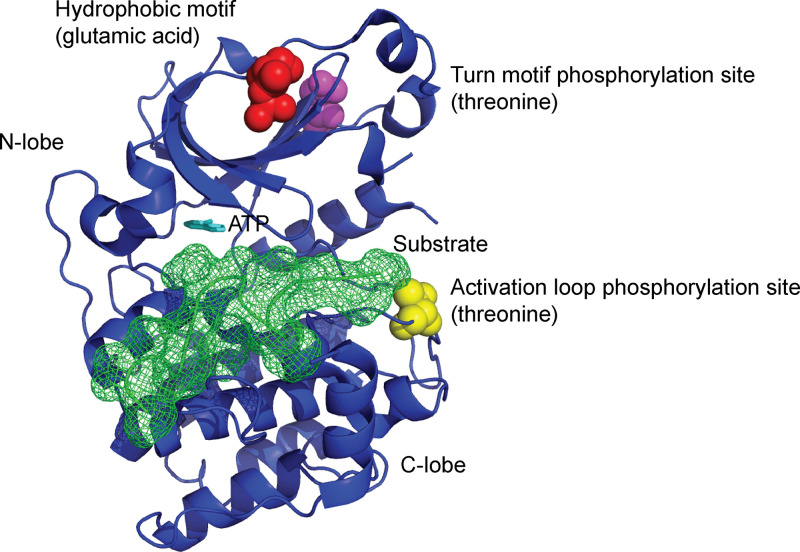 aPKC in neuronal differentiation, maturation and function.