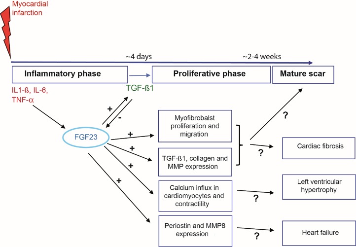 Cardiac FGF23: a new player in myocardial infarction.