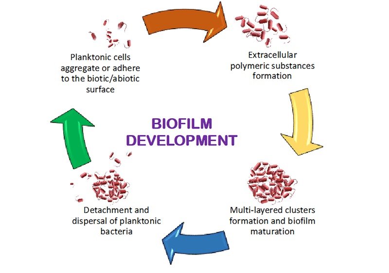 Communication is the key: biofilms, quorum sensing, formation and prevention.