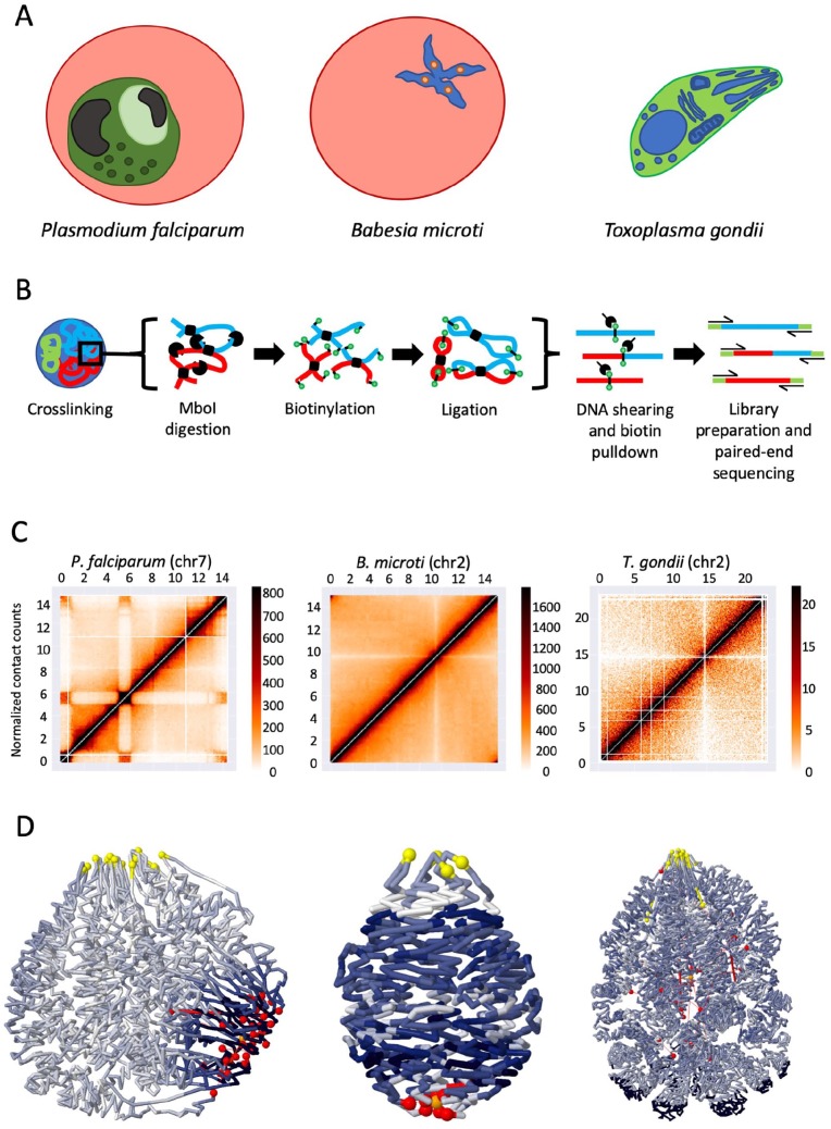 Three-Dimensional Genome Organization and Virulence in Apicomplexan Parasites.