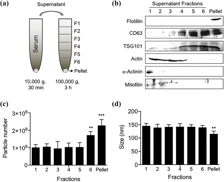 Lipidomic characterization of extracellular vesicles in human serum.