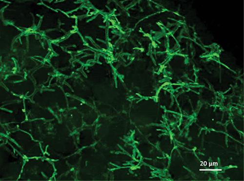 Preparation of Primary Rat Hepatocyte Spheroids Utilizing the Liquid-Overlay Technique