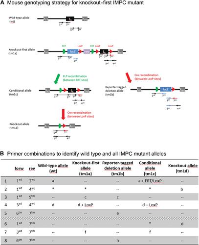 Optimizing PCR for Mouse Genotyping: Recommendations for Reliable, Rapid, Cost Effective, Robust and Adaptable to High-Throughput Genotyping Protocol for Any Type of Mutation