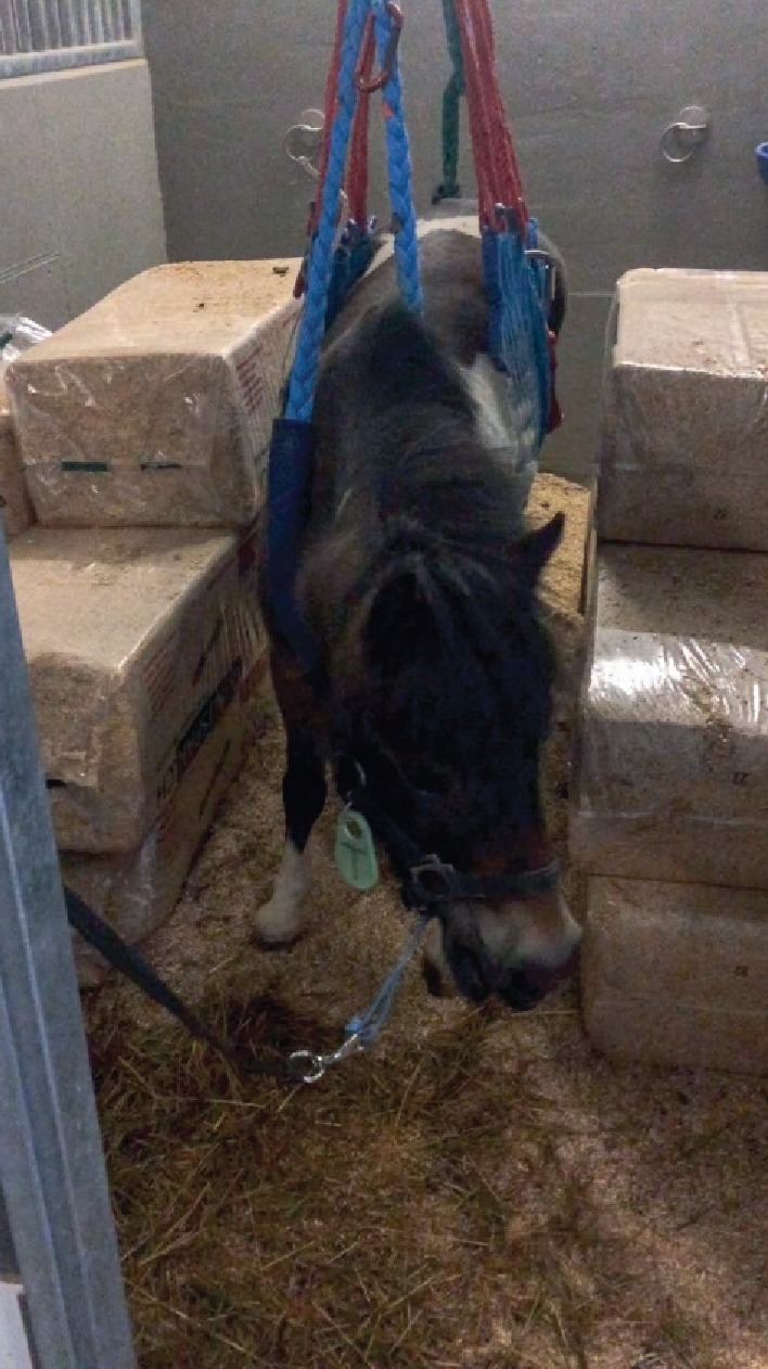 Successful Treatment of a Coxofemoral Luxation in a Shetland Pony by Closed Reduction and Prolonged Immobilization Using a Full-Body Animal Rescue Sling.