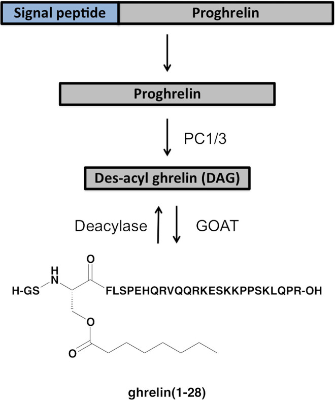 A Decade's Progress in the Development of Molecular Imaging Agents Targeting the Growth Hormone Secretagogue Receptor.