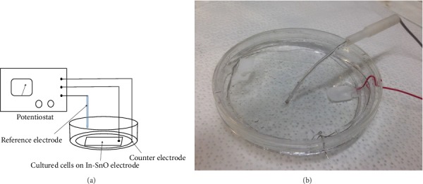 Cellular Reference Materials for DNA Damage Using Electrochemical Oxidation.