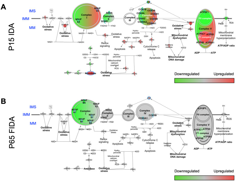 The Effects of Early-Life Iron Deficiency on Brain Energy Metabolism.