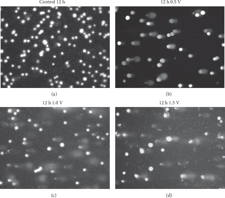 Cellular Reference Materials for DNA Damage Using Electrochemical Oxidation.