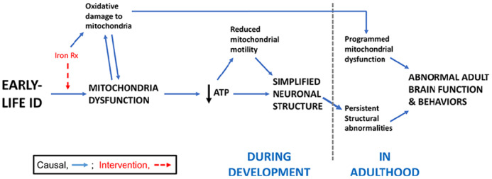 The Effects of Early-Life Iron Deficiency on Brain Energy Metabolism.