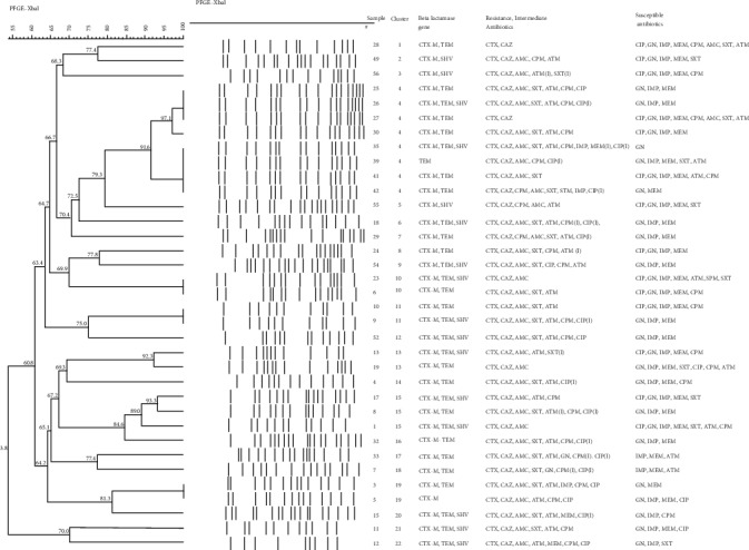 Phenotypic and Genotypic Characterization of Extended-Spectrum Beta-Lactamases Produced by <i>Escherichia coli</i> Colonizing Pregnant Women.