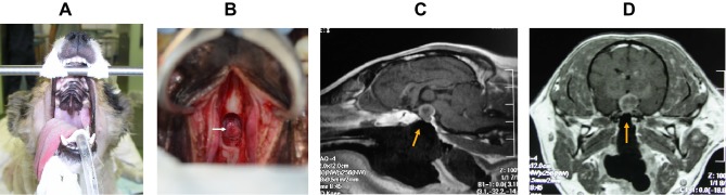 Transsphenoidal Surgery in Canines: Safety, Efficacy and Patient Selection.