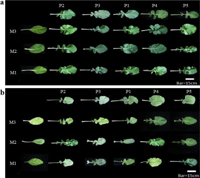 Morphological and genetic characteristics of F<sub>1</sub> hybrids introgressed from Brassica napus to B. rapa in Taiwan.