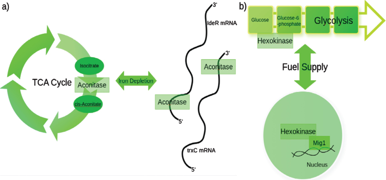 Moonlighting proteins - an approach to systematize the concept.