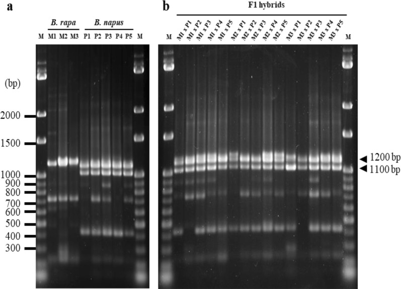 Morphological and genetic characteristics of F<sub>1</sub> hybrids introgressed from Brassica napus to B. rapa in Taiwan.