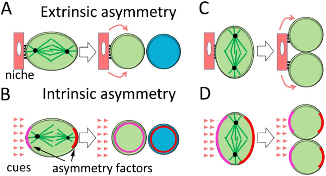 Cell division symmetry control and cancer stem cells.