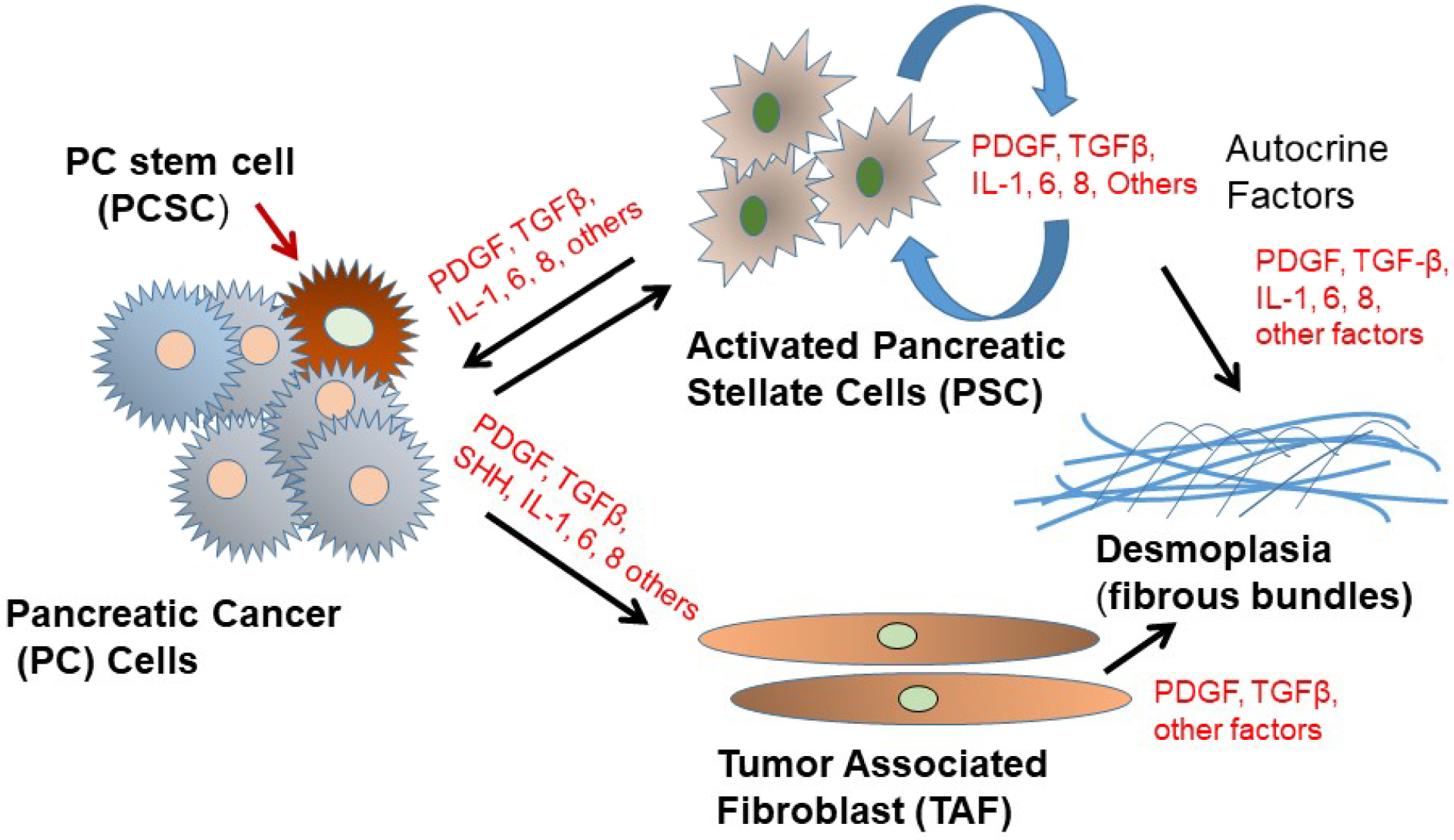 Epithelial-mesenchymal transition: a hallmark in pancreatic cancer stem cell migration, metastasis formation, and drug resistance.