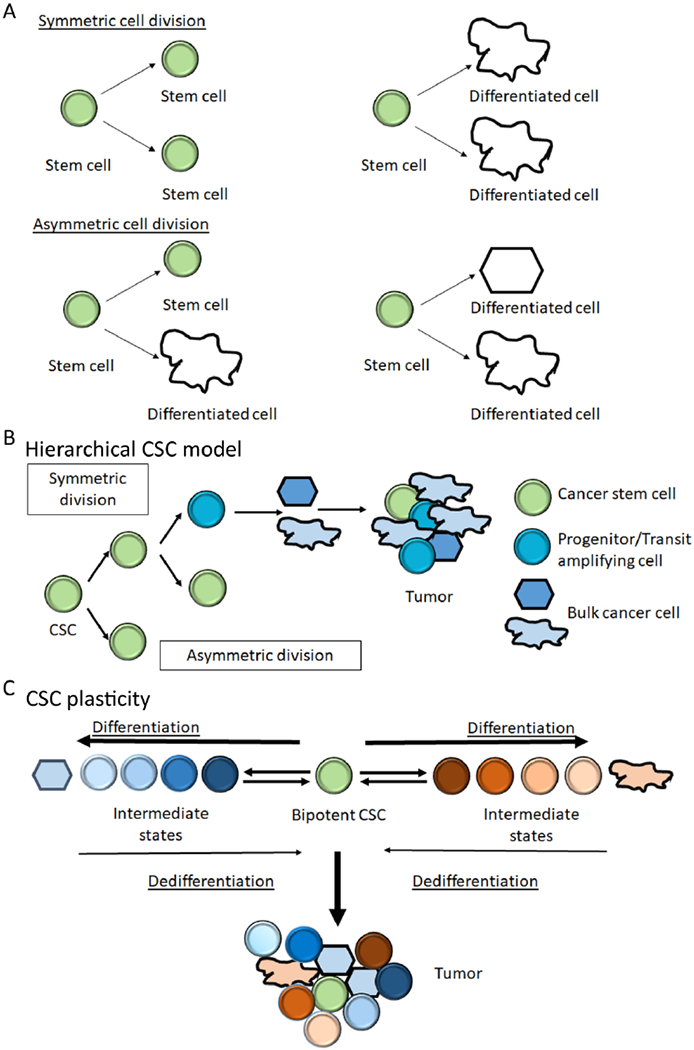 Cell division symmetry control and cancer stem cells.