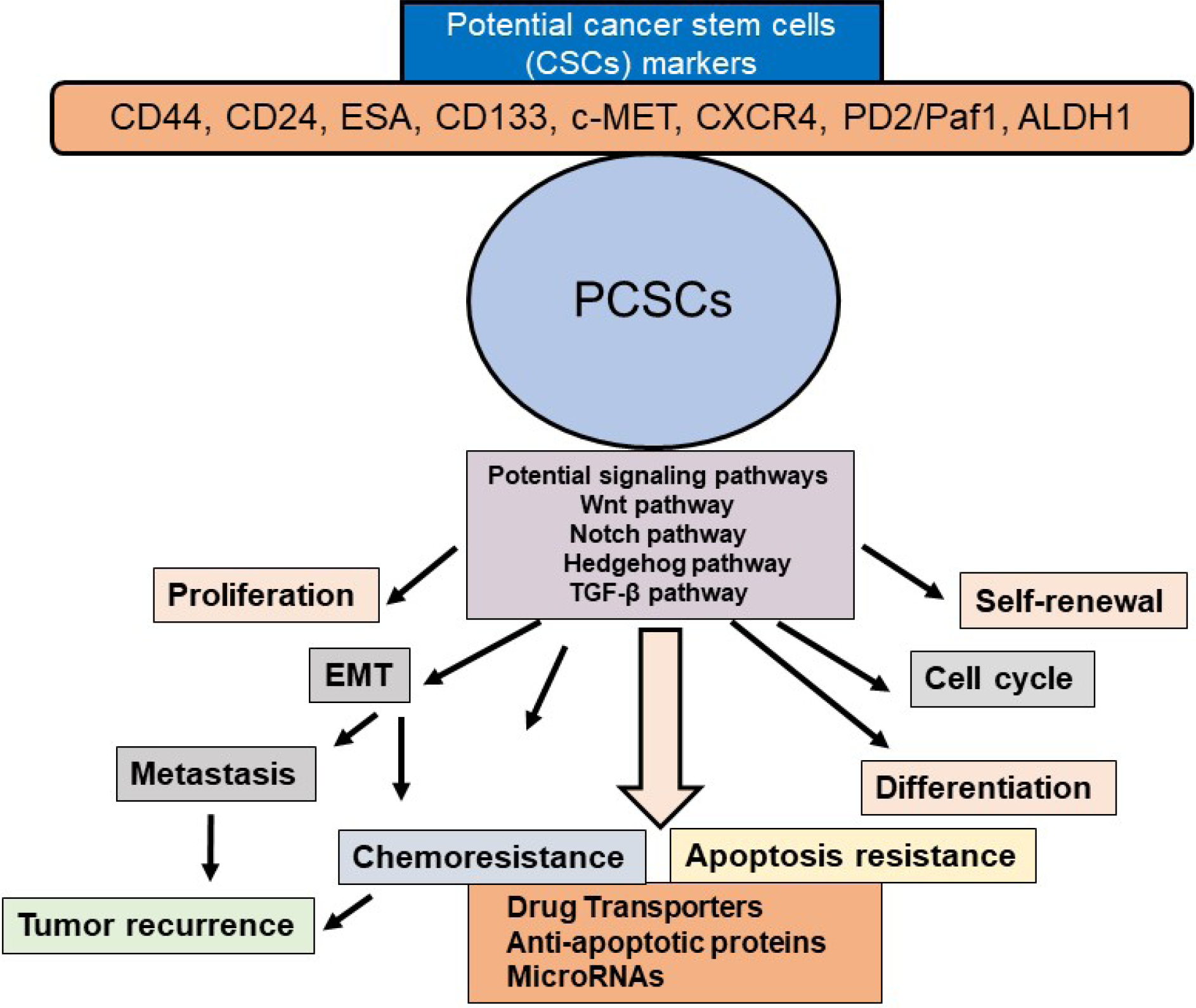 Epithelial-mesenchymal transition: a hallmark in pancreatic cancer stem cell migration, metastasis formation, and drug resistance.